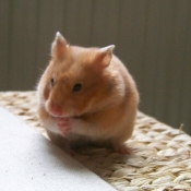 Photo de Hamster