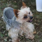 Photo de Yorkshire terrier