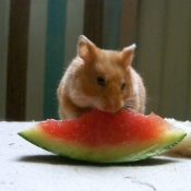 Photo de Hamster