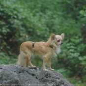 Photo de Chihuahua  poil long