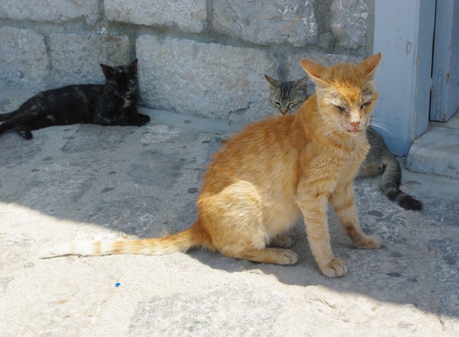 Photo de Chat domestique