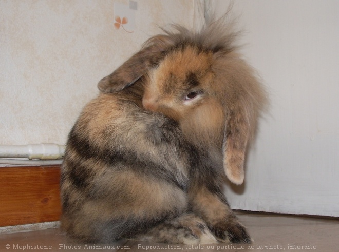 Photo de Lapin