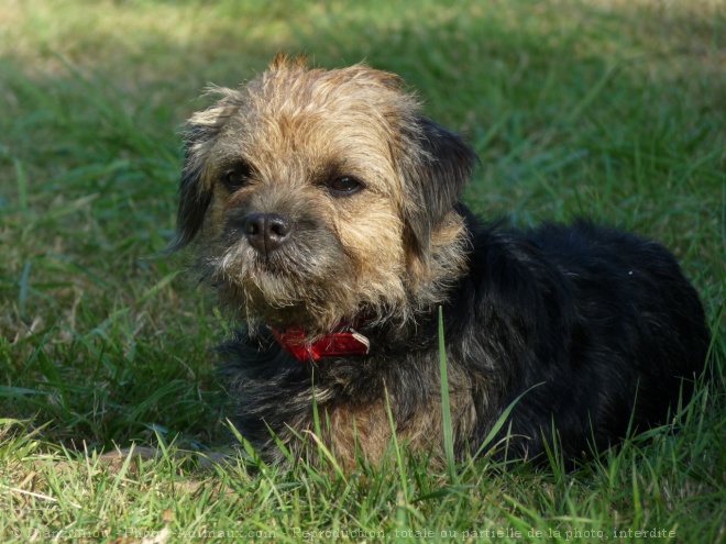 Photo de Border terrier