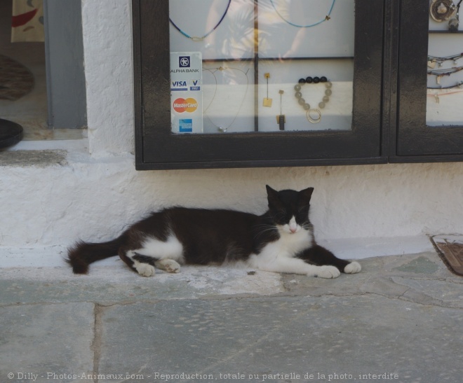 Photo de Chat domestique