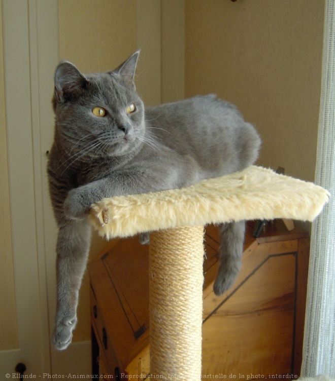 Photo de Chartreux