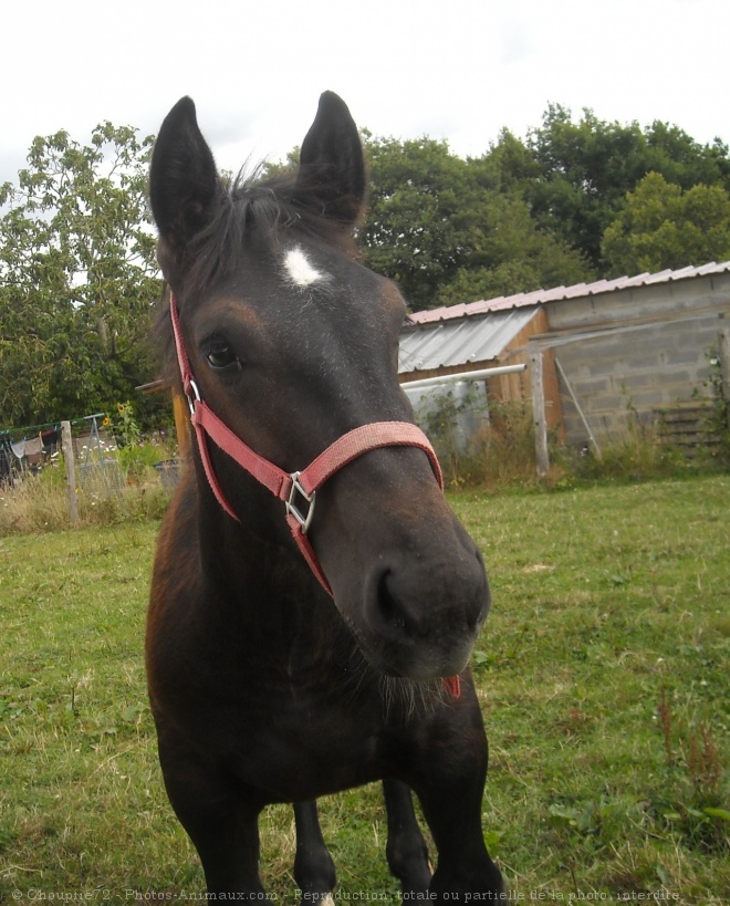 Photo de Percheron