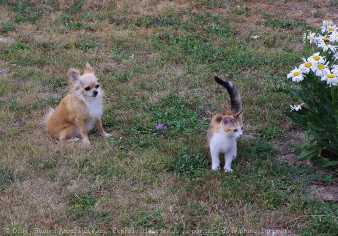 Photo de Chihuahua  poil long