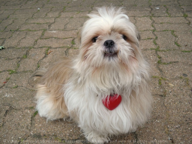 Photo de Shih tzu