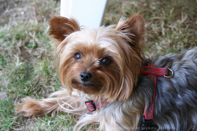 Photo de Yorkshire terrier