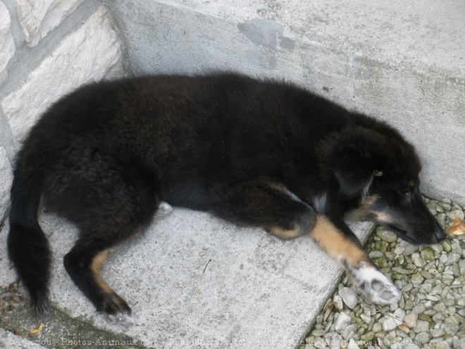 Photo de Chien de berger des shetland