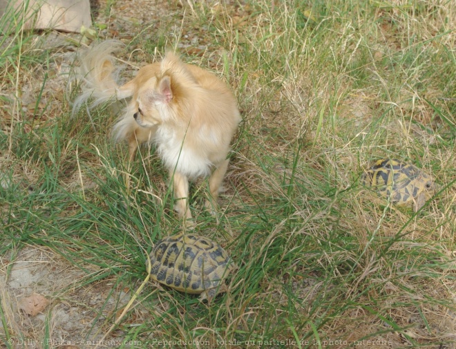 Photo de Chihuahua  poil long