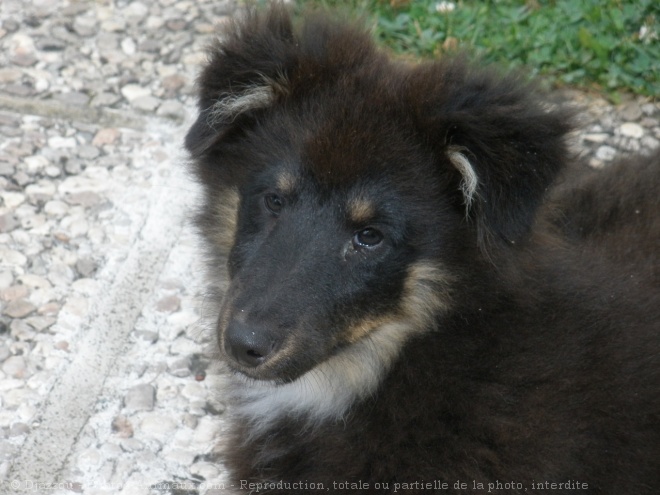 Photo de Chien de berger des shetland