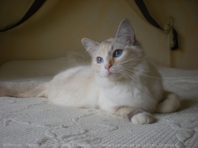 Photo de Ragdoll