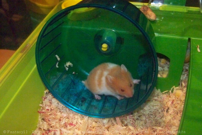 Photo de Hamster