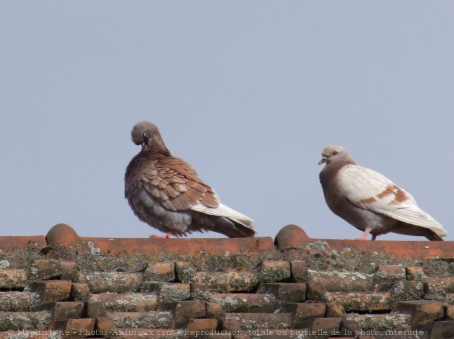 Photo de Pigeon