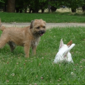 Photo de Races diffrentes