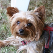 Photo de Yorkshire terrier