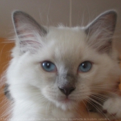 Photo de Ragdoll