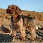 Photo de Yorkshire terrier