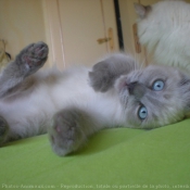 Photo de Ragdoll