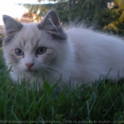 Photo de Ragdoll