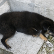 Photo de Chien de berger des shetland