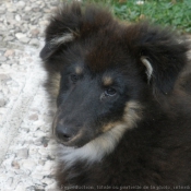 Photo de Chien de berger des shetland