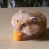 Photo de Hamster