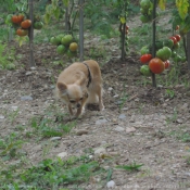 Photo de Chihuahua  poil long