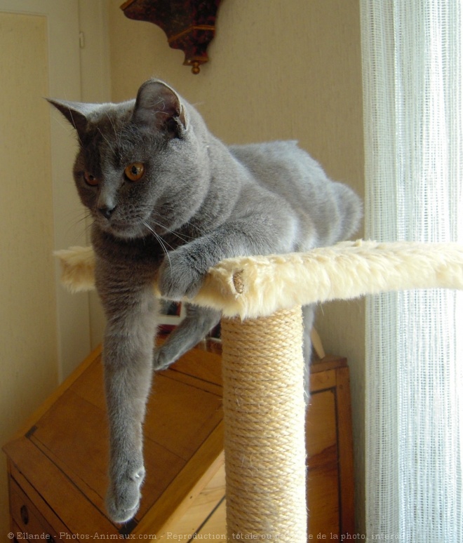 Photo de Chartreux