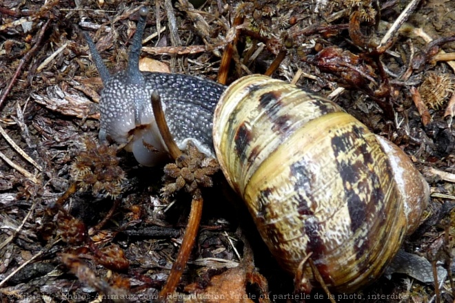 Photo d'Escargot