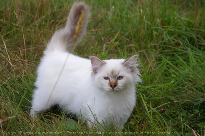 Photo de Sacr de birmanie