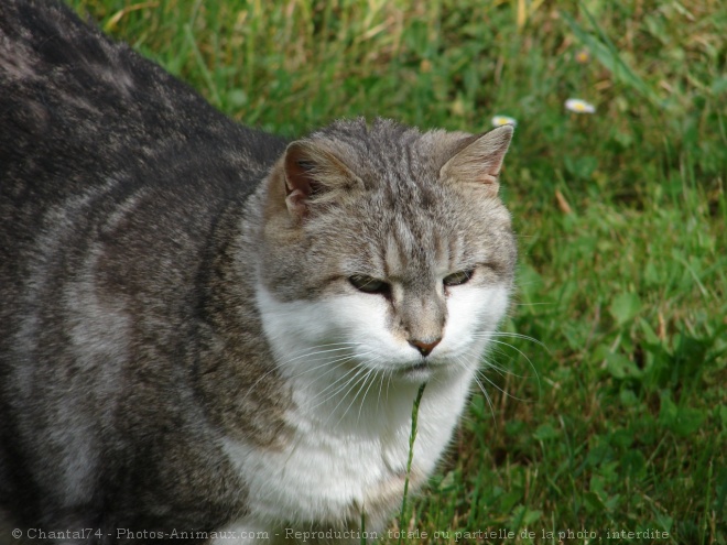 Photo de Chat domestique