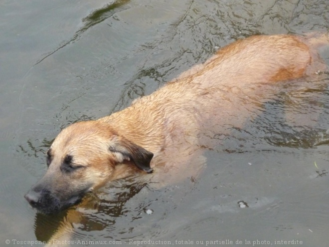 Photo de Berger belge malinois