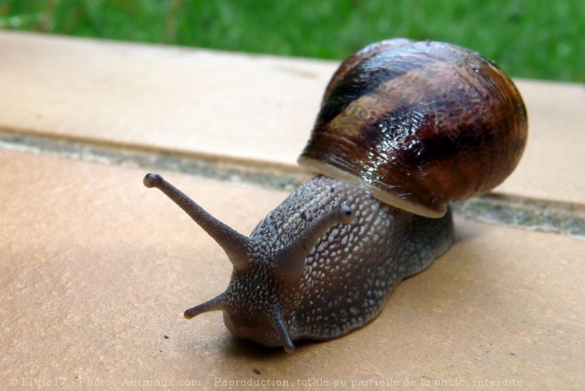 Photo d'Escargot