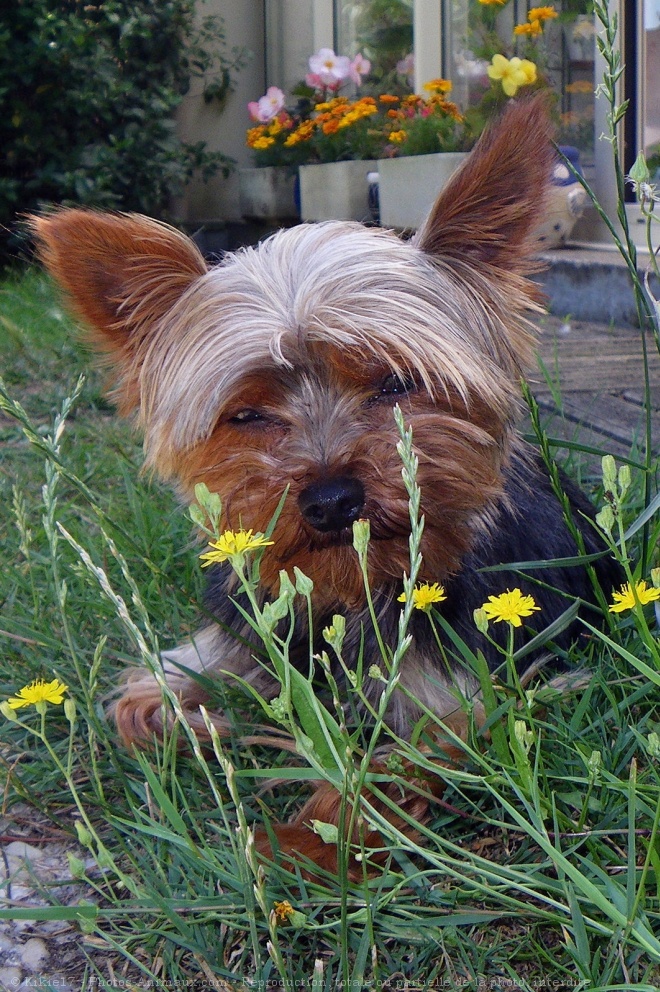 Photo de Yorkshire terrier