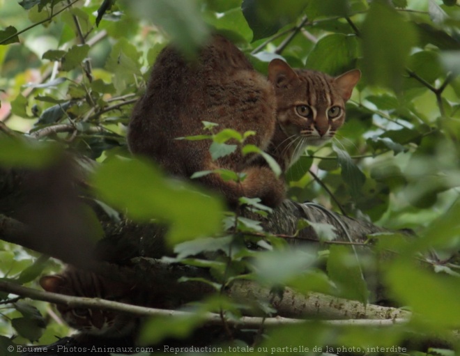 Photo de Chat rubigineux