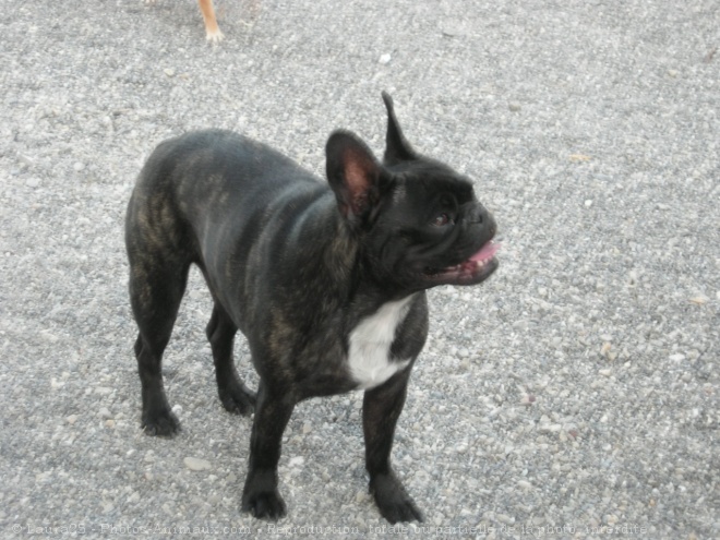 Photo de Bouledogue franais