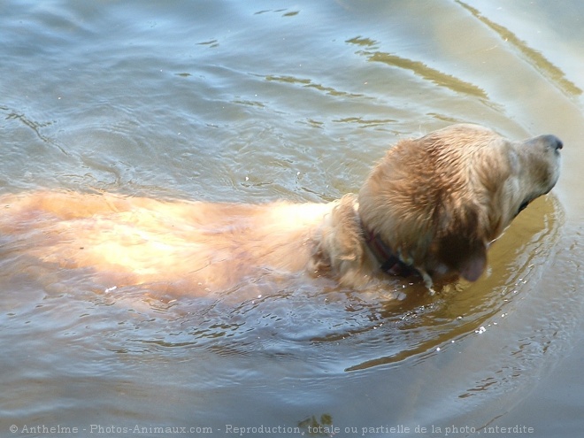 Photo de Golden retriever