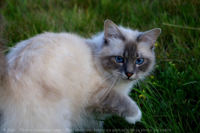 Photo de Sacr de birmanie