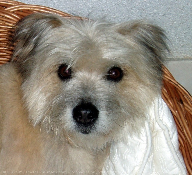 Photo de Chien de berger des pyrnes  face rase