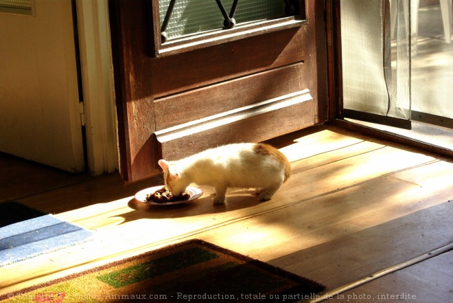 Photo de Chat domestique