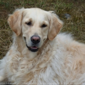 Photo de Golden retriever