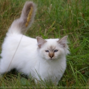 Photo de Sacr de birmanie