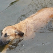 Photo de Berger belge malinois