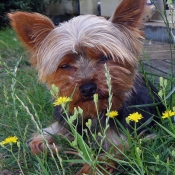 Photo de Yorkshire terrier