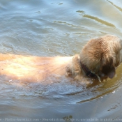 Photo de Golden retriever