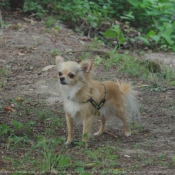 Photo de Chihuahua  poil long