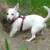 Photo de Jack russell terrier