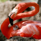 Photo de Flamand rose